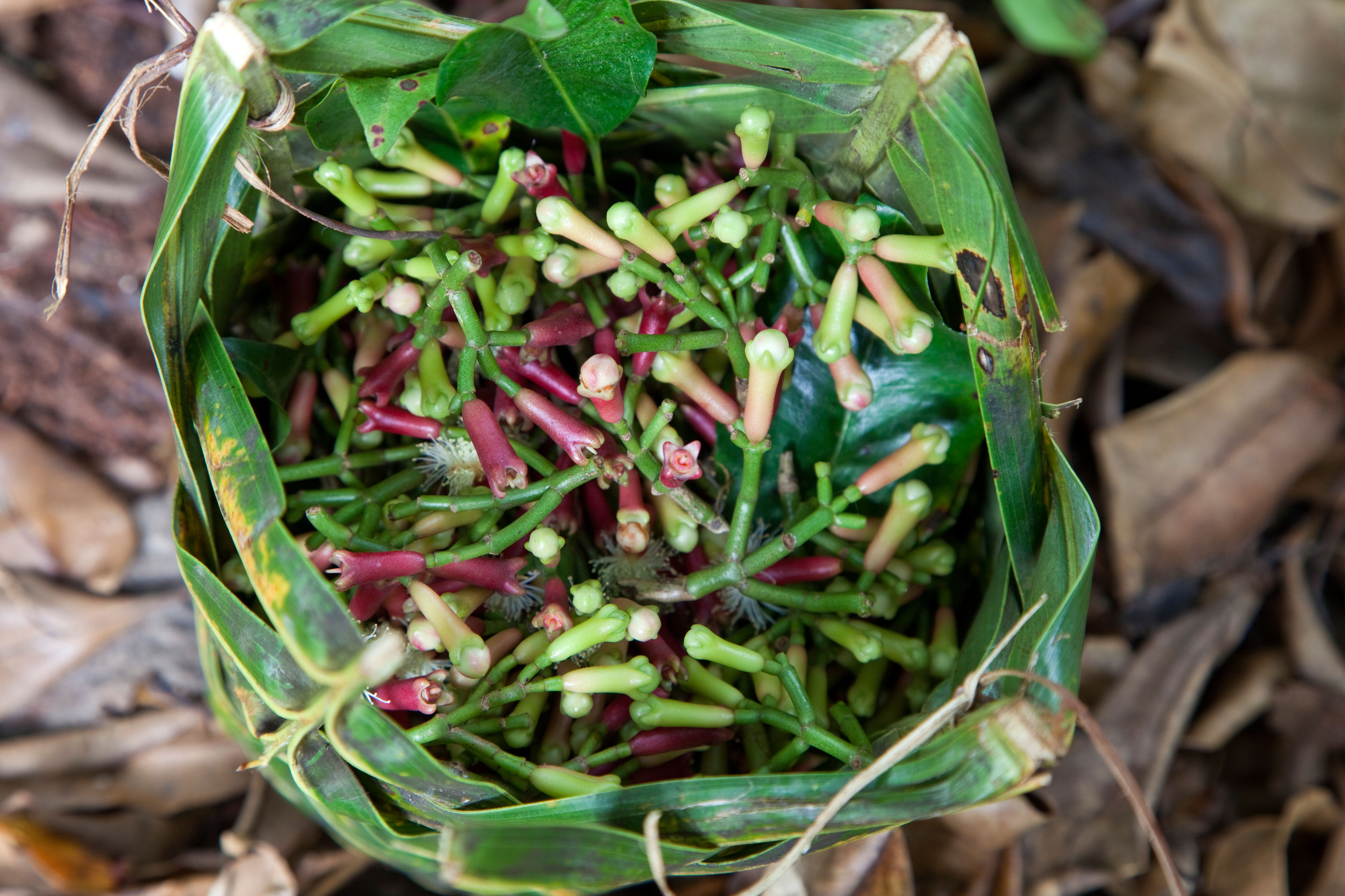 Basket of harvested cloves in Zanzibar, Tanzania.