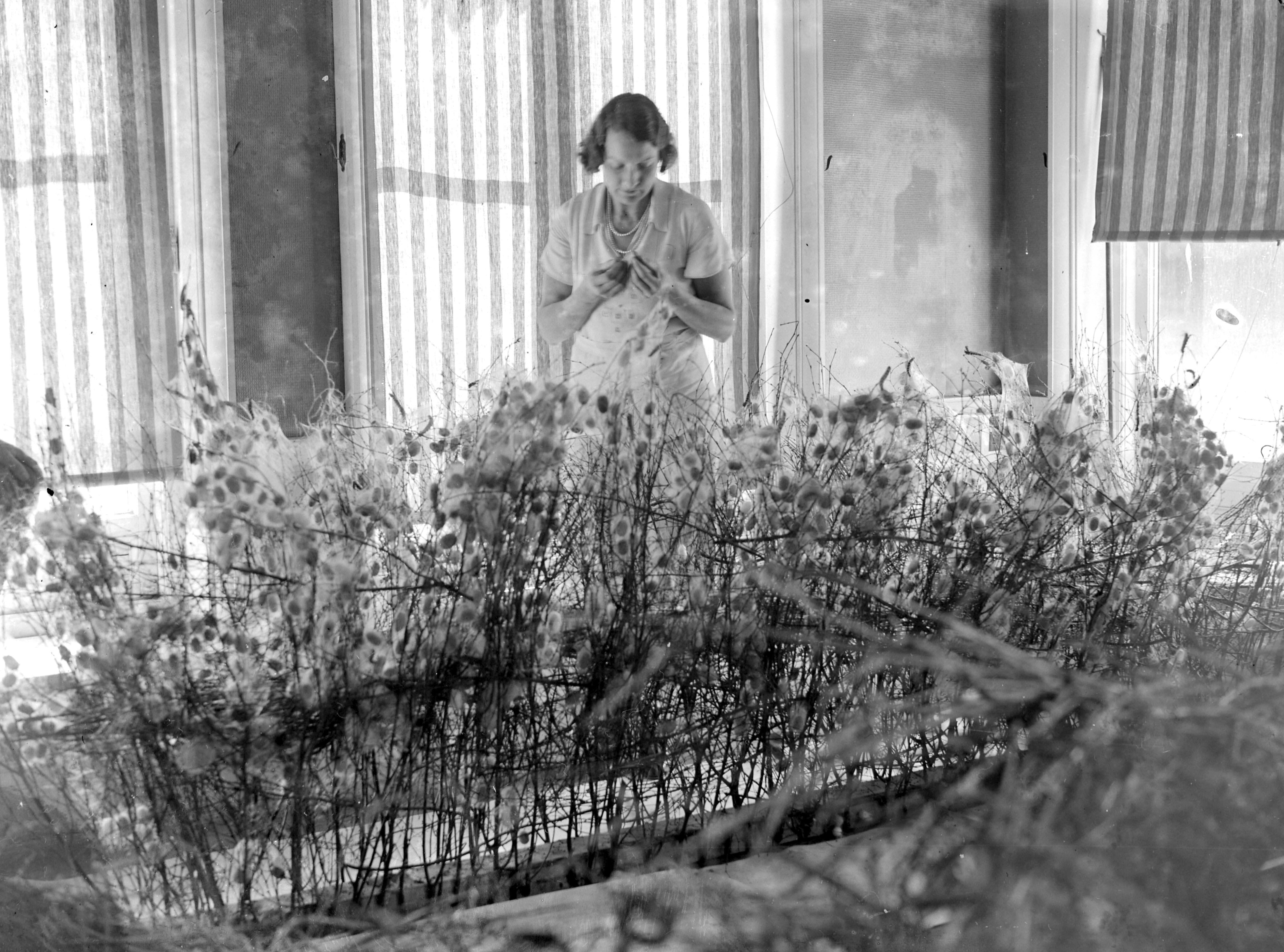 Lady Hart Dyke tending to silkworms at her farm.