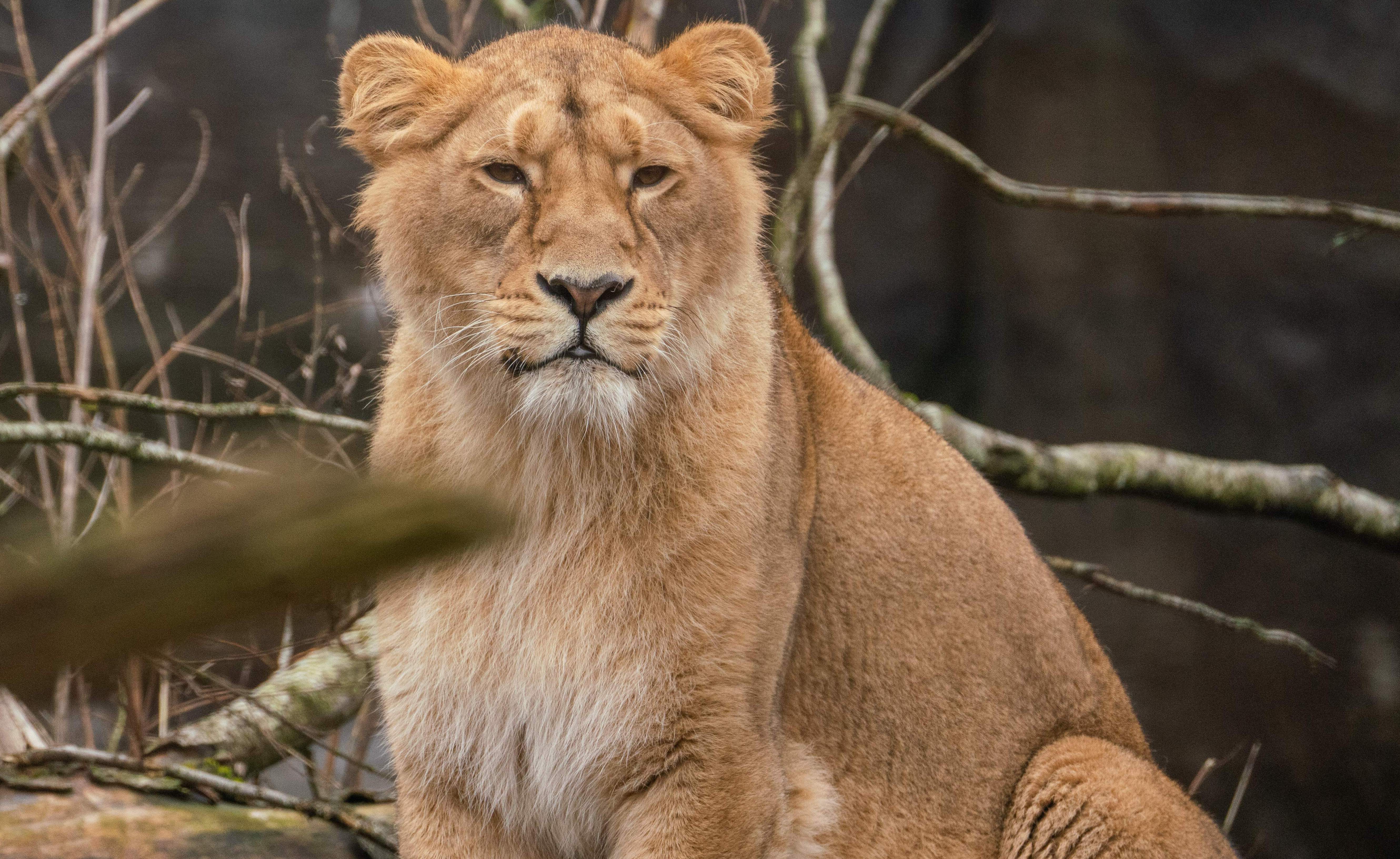 Lioness at Aalborg Zoo.
