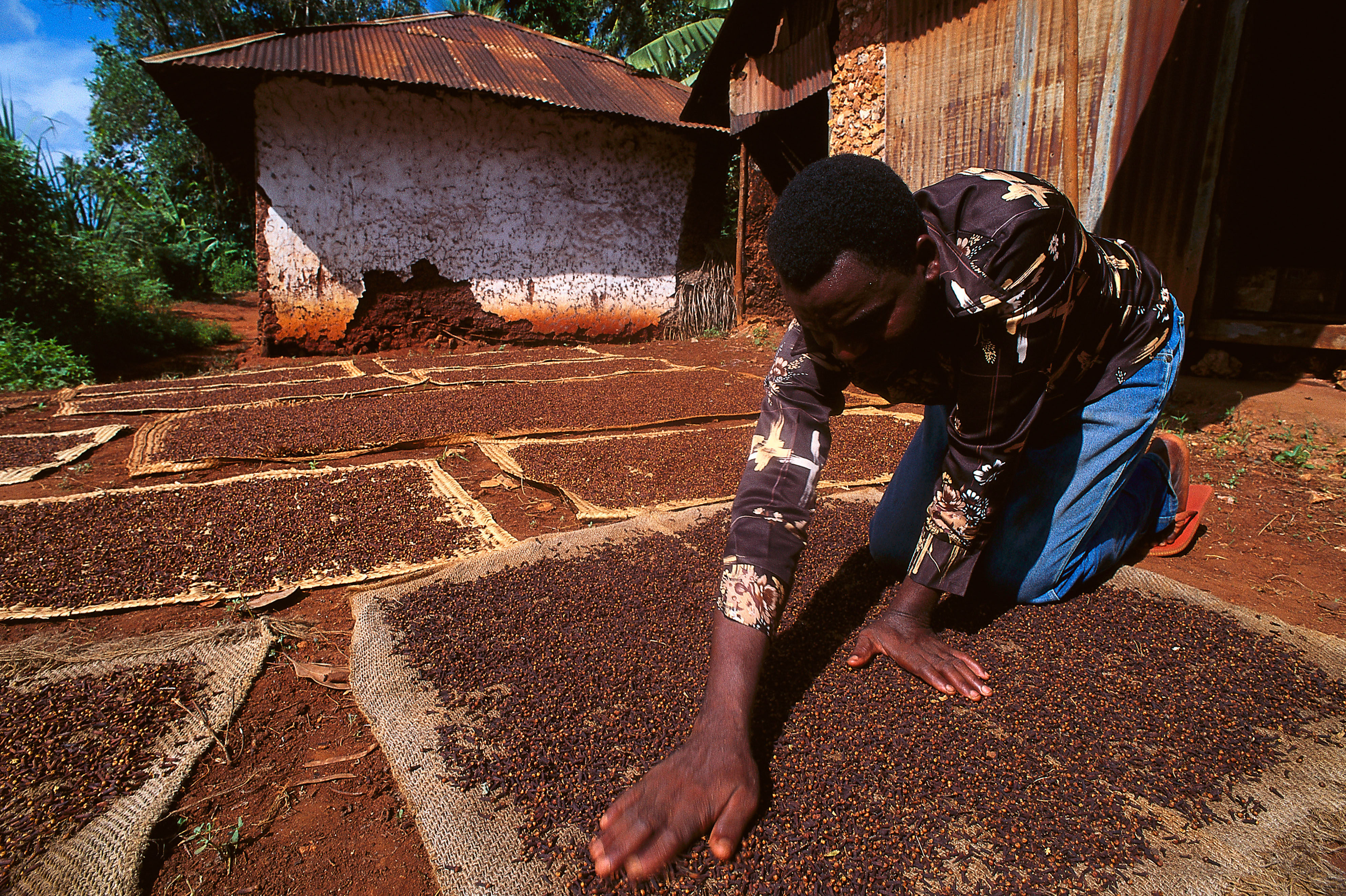 Man drying cloves in Zanzibar, Tanzania.