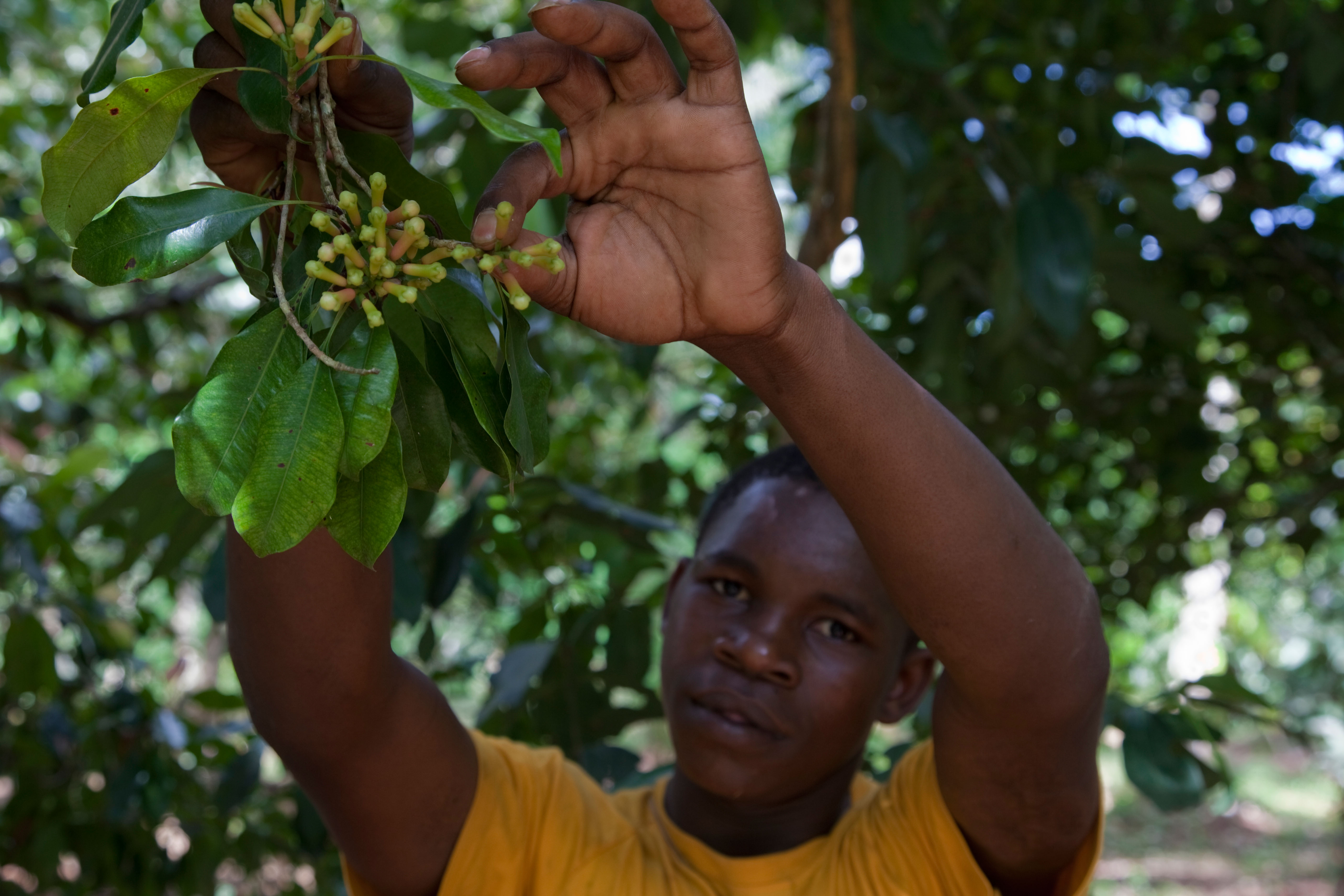 Person picking cloves on a clove plantation in Zanzibar, Tanzania.