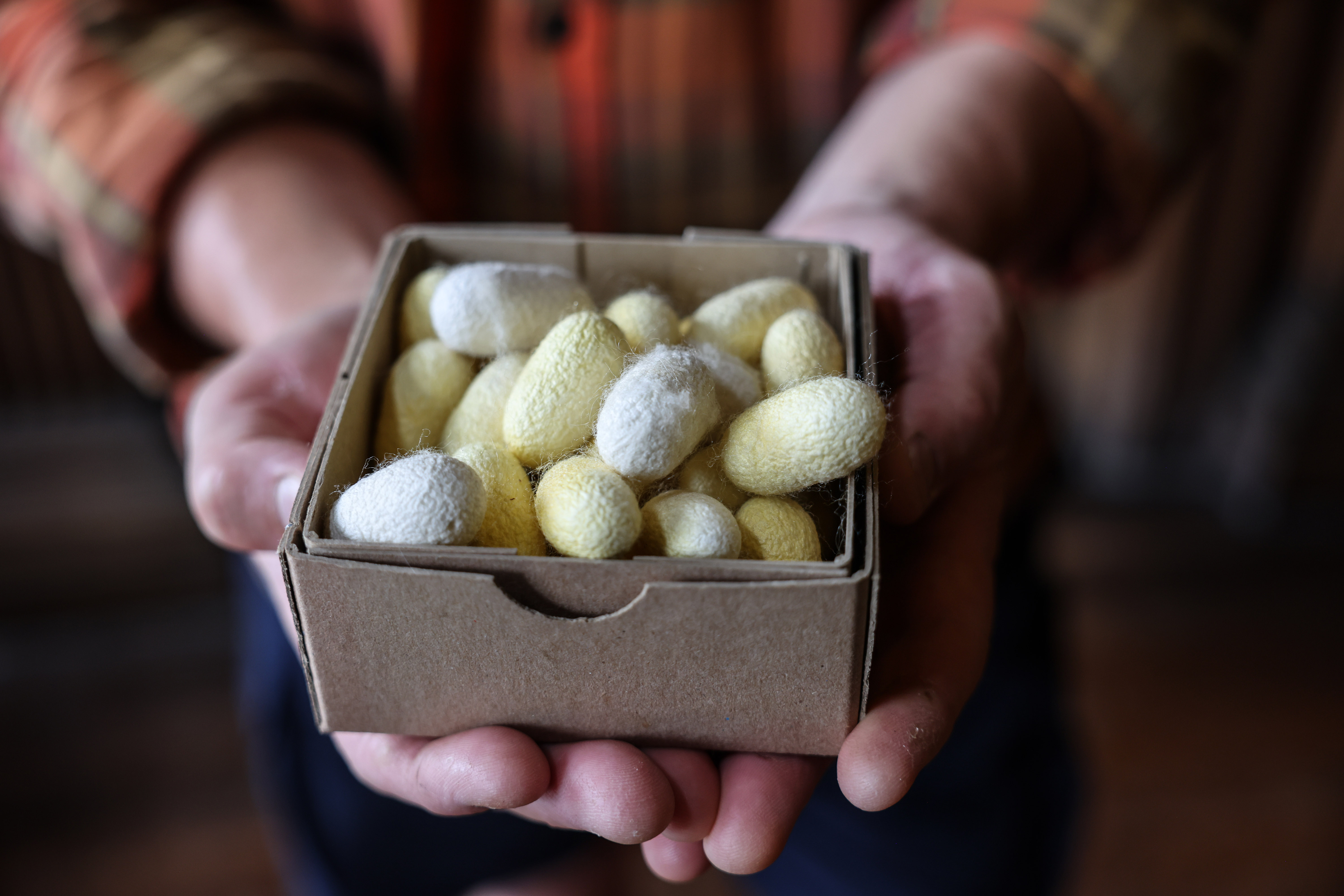 Silk worm cocoons in a box.