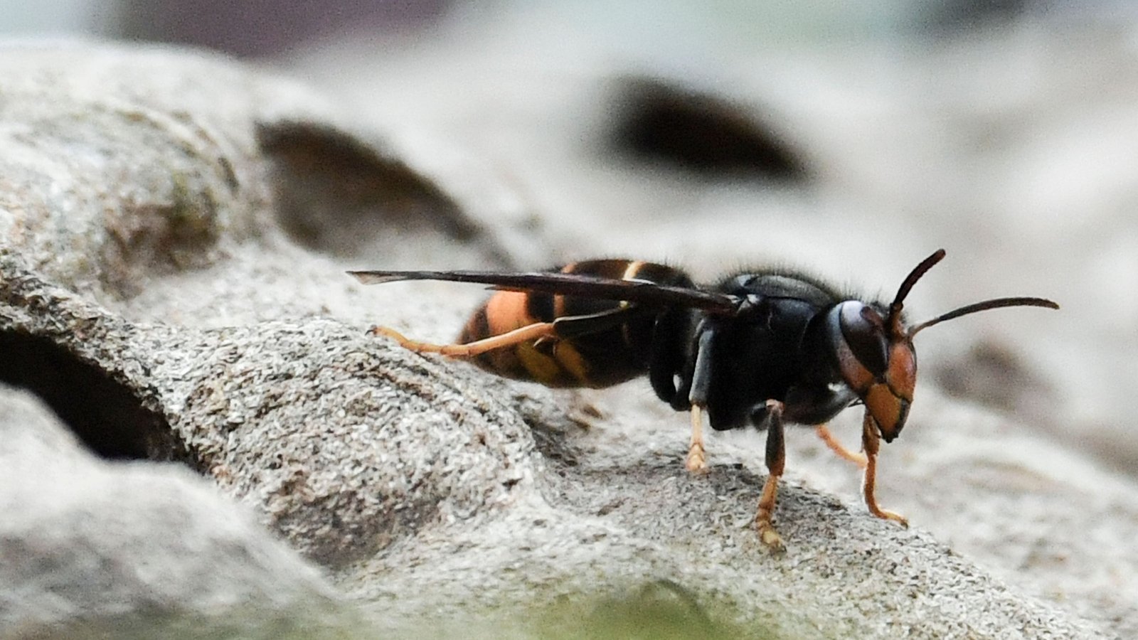 'Biosecurity alert' after Asian hornet captured in Cork