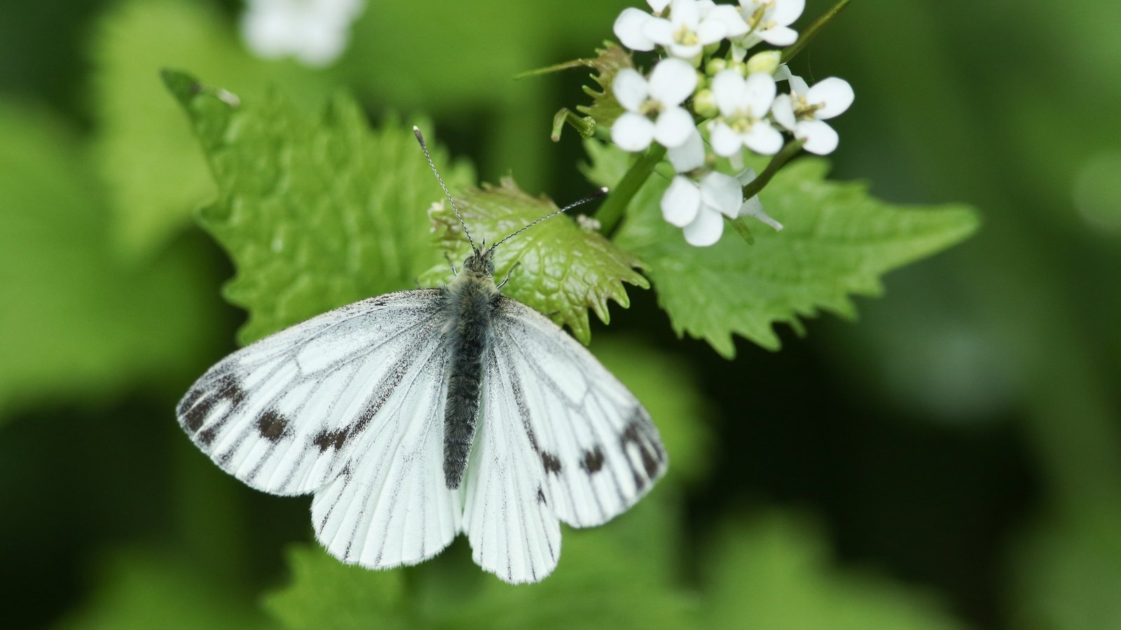 Why are we seeing so many butterflies in Ireland this year?