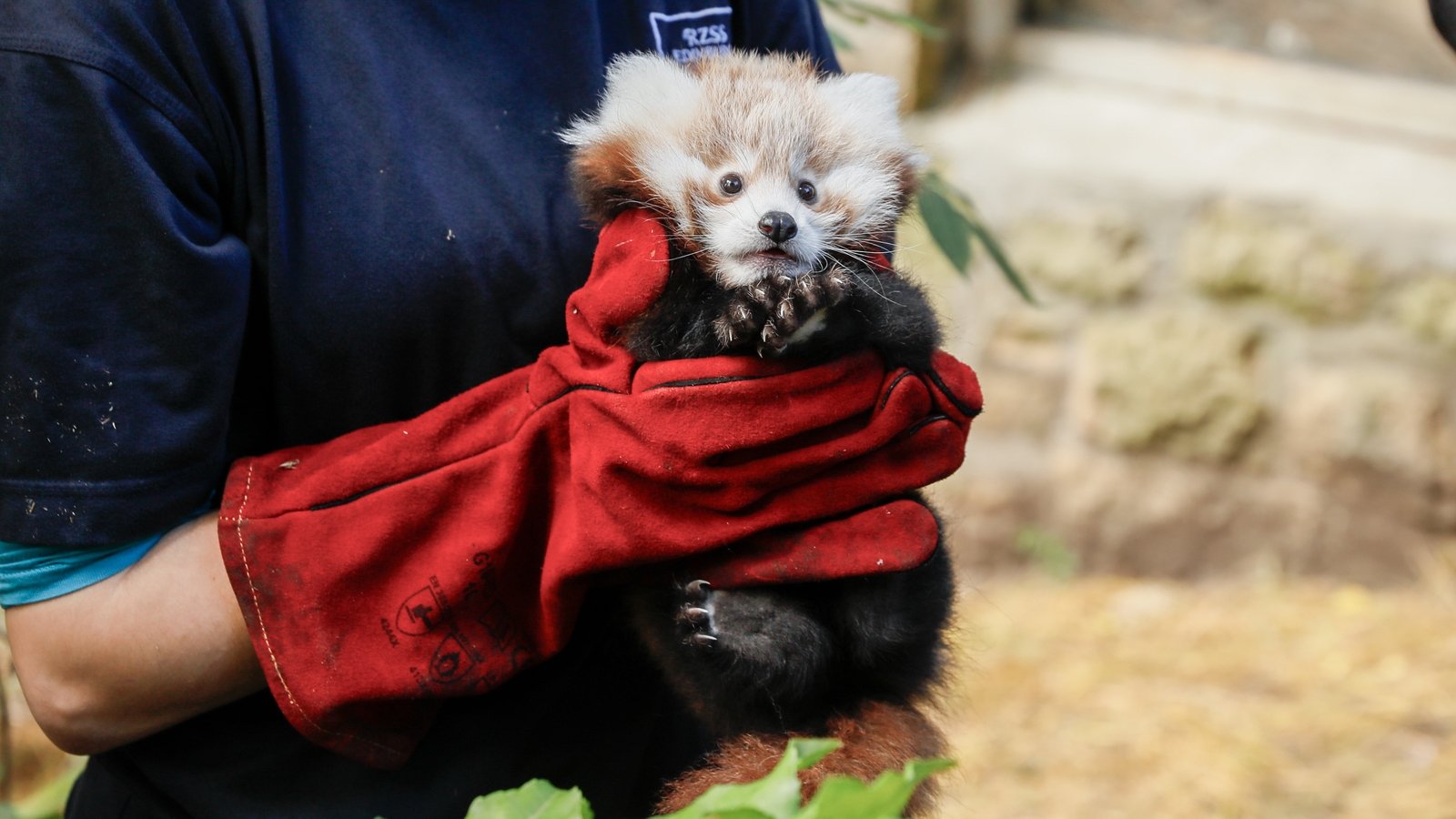 Stricter fireworks laws after death of red pandas at zoo