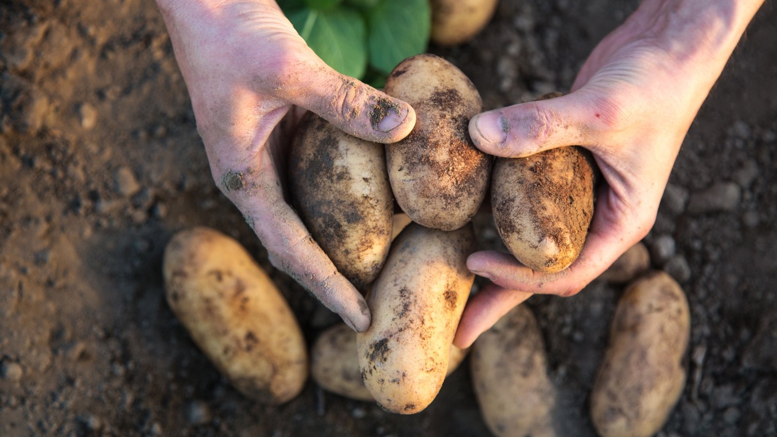 Why are new potatoes so hard to find in Irish shops this year?