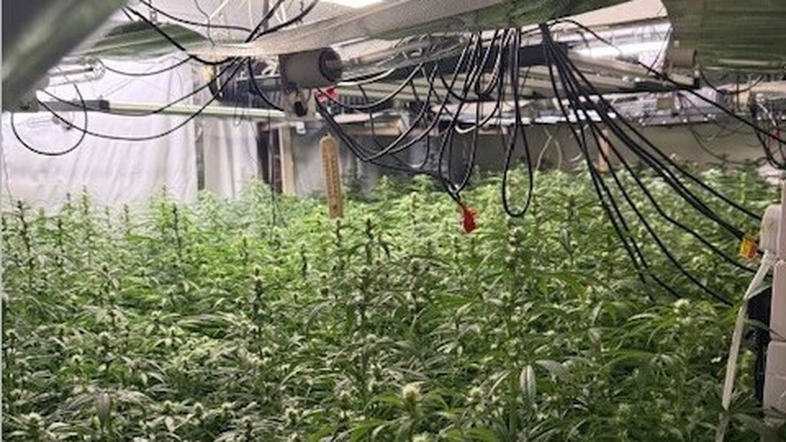 Two held after €750,000 worth of cannabis seized in Louth