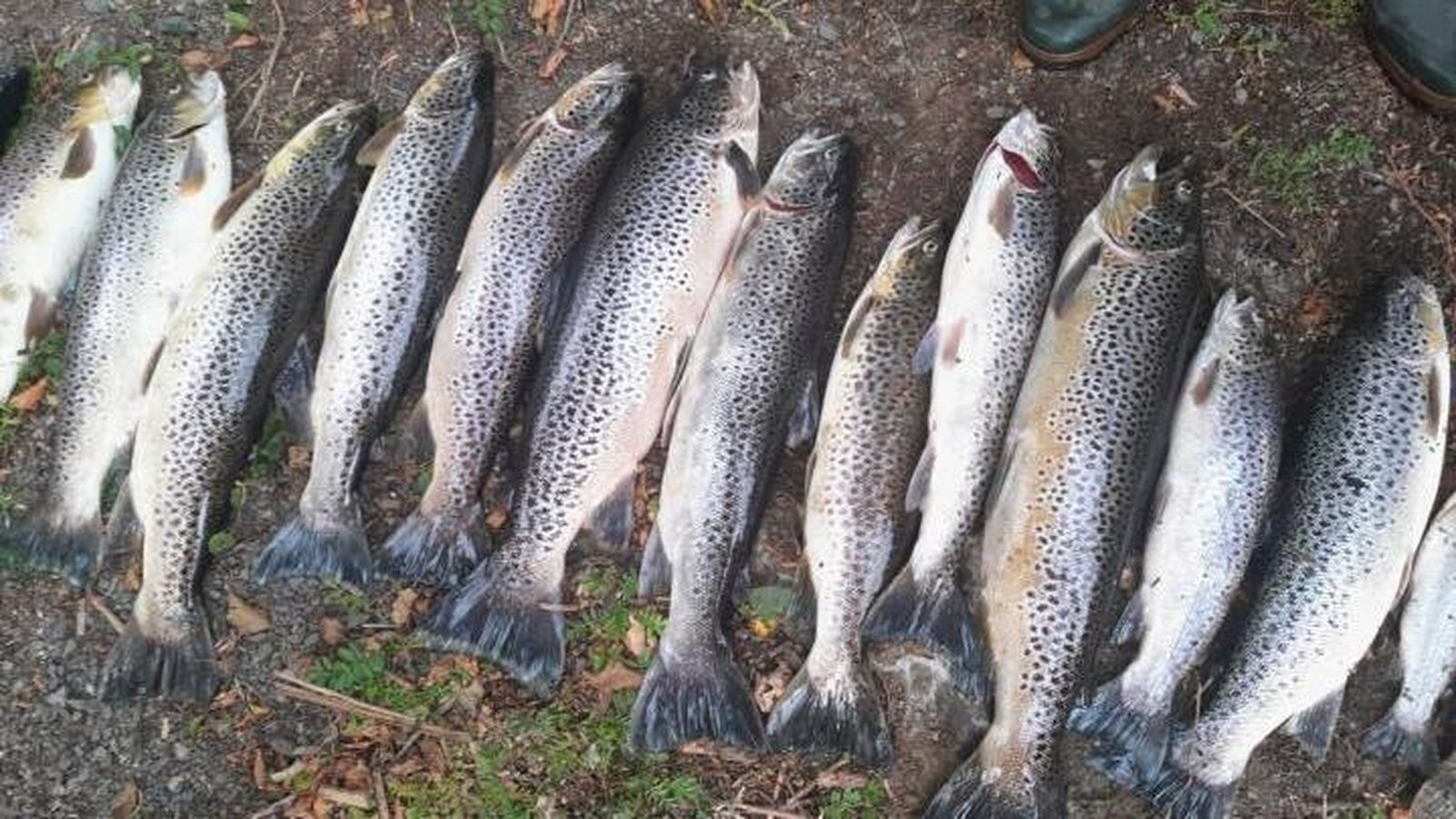 Cavan fish kill set habitat restoration back 'by years'