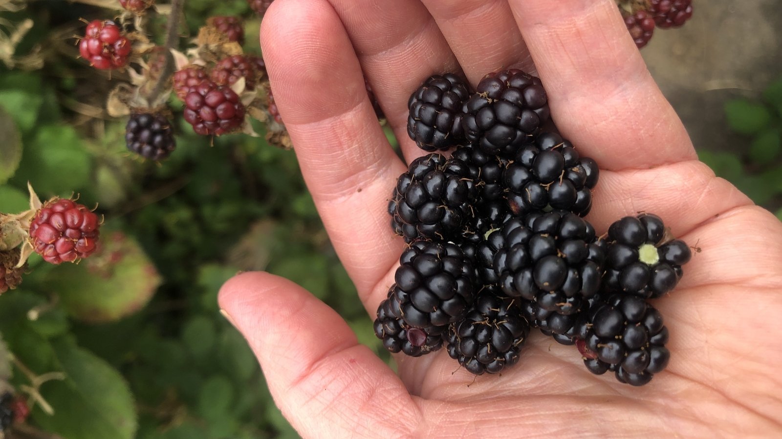 All you need to know about the blackberry season