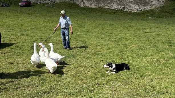 A sheepdog herds geese as part of the Irish National Sheep Dog Trials as a farmer watches on