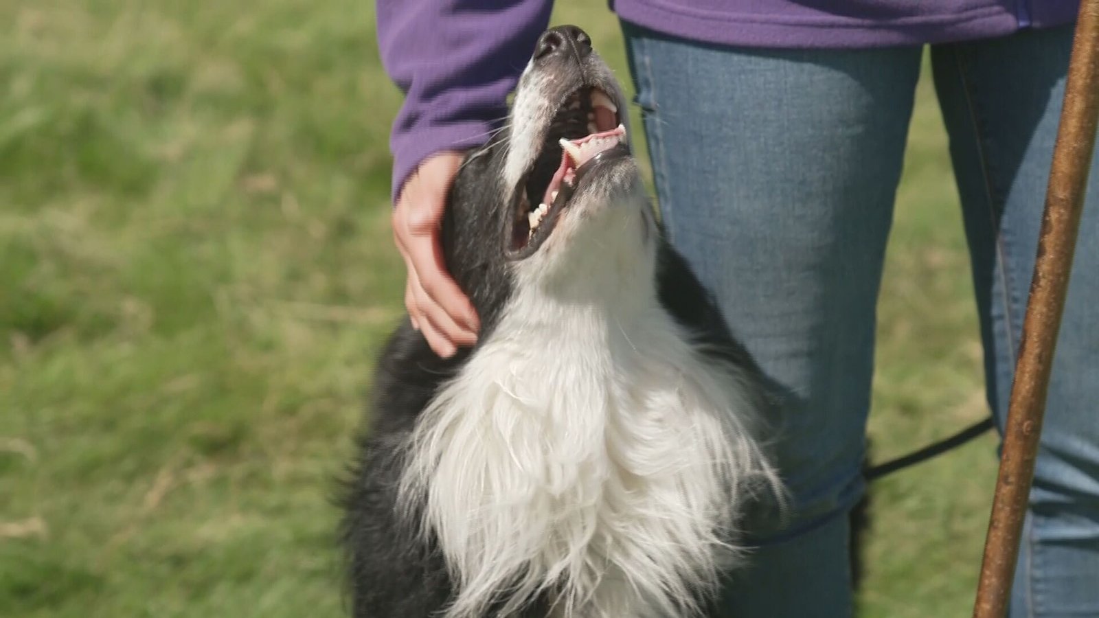 Teamwork and precision key for Sheep Dog Trials