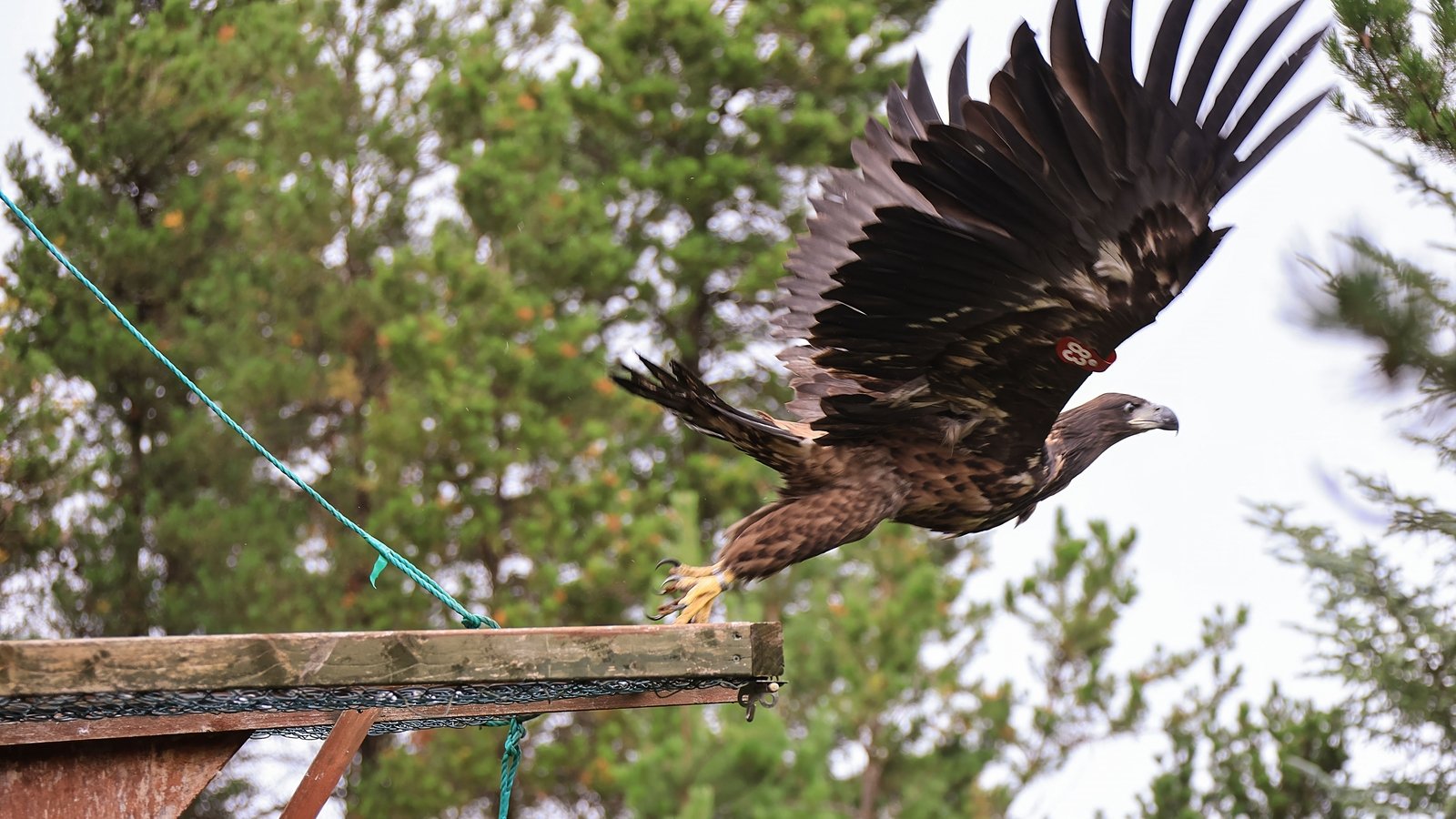 Four white-tailed eaglets released back into the wild