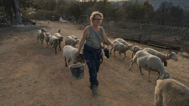 A woman walks alongside a flock of sheep