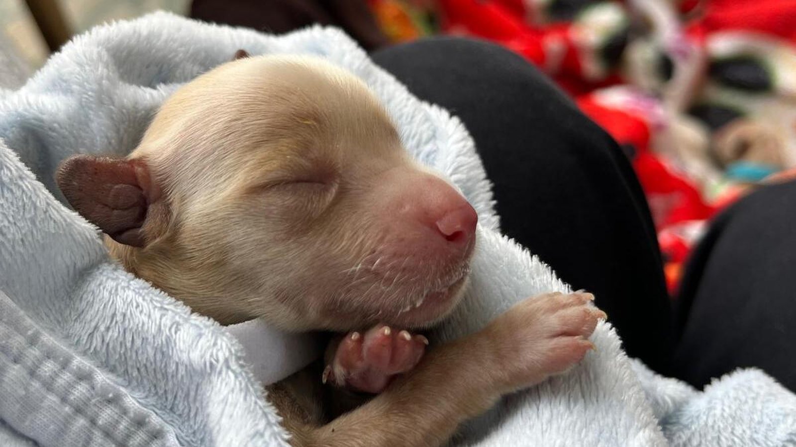 13 newborn puppies found in isolated Galway area