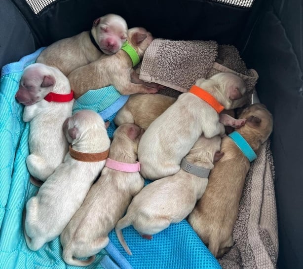 Puppies abandoned in Galway