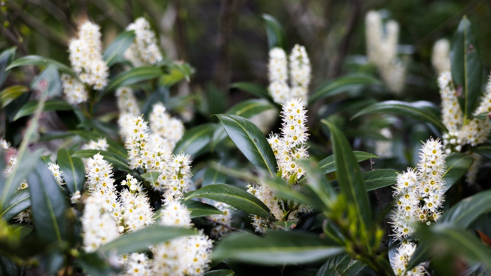 Call for cherry laurel to be on invasive species list