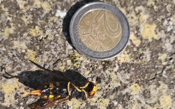 The Asian hornet caught in the Cork area next to a two-euro coin