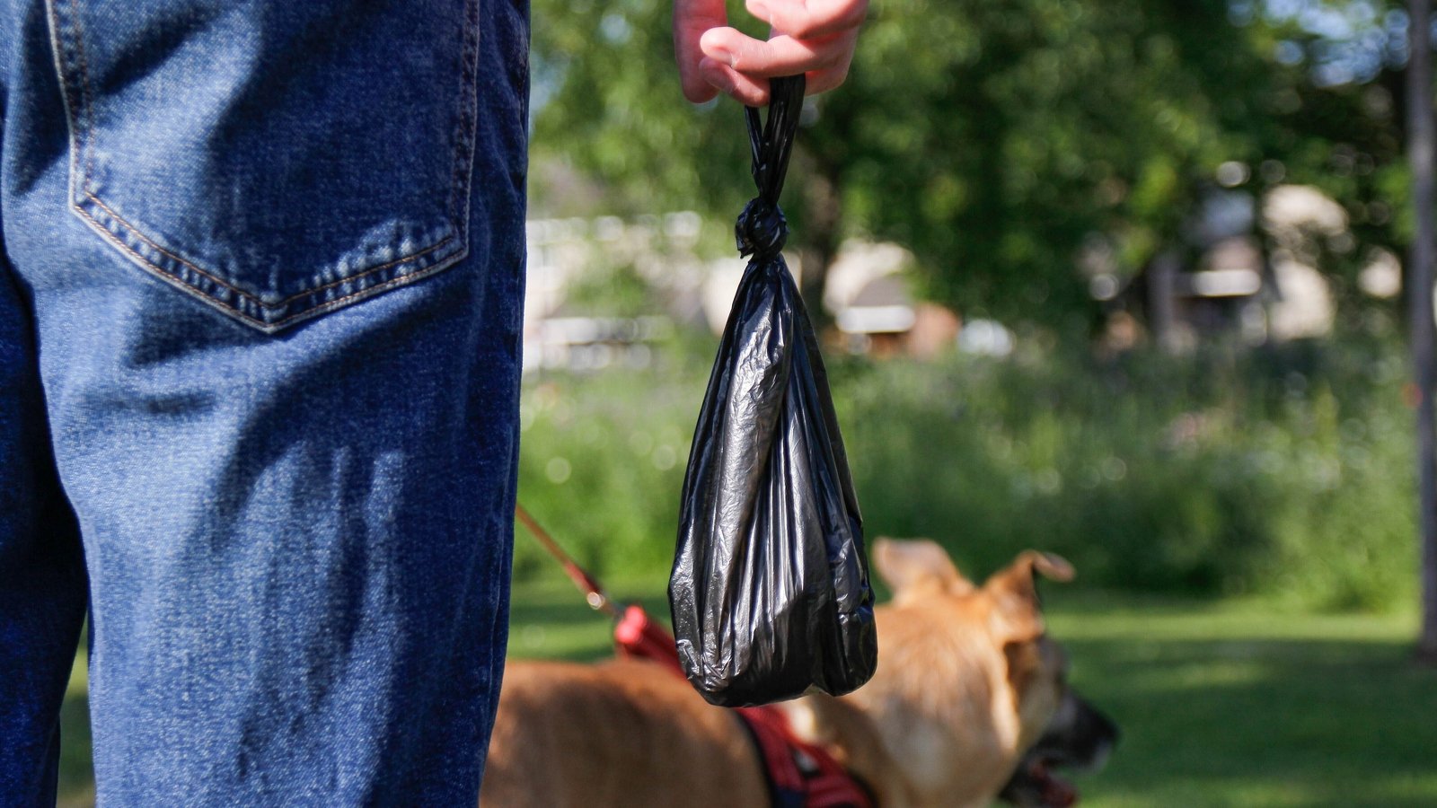 Councillor calls for dog droppings to be DNA tested