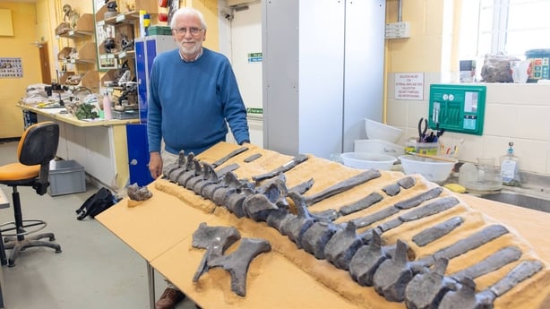 A man in a blue jumper stands next to a number of dinosaur bones on a table 