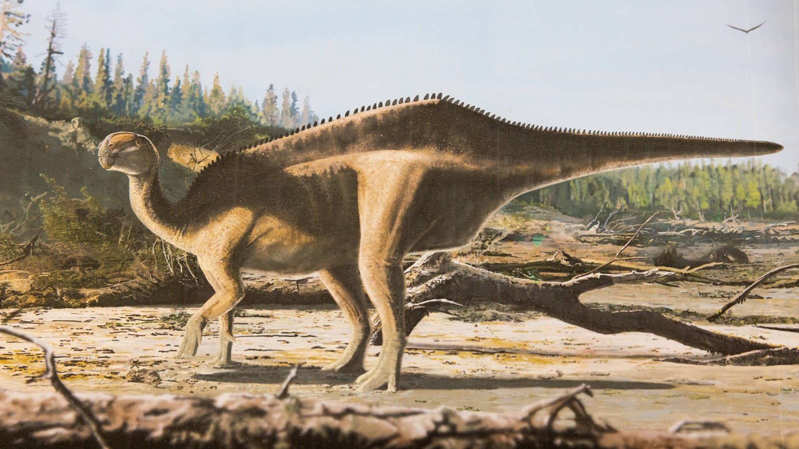 New dinosaur species with 'sail' on its back discovered