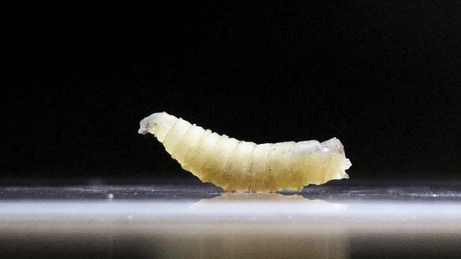 US confirms first travel-associated human screwworm case