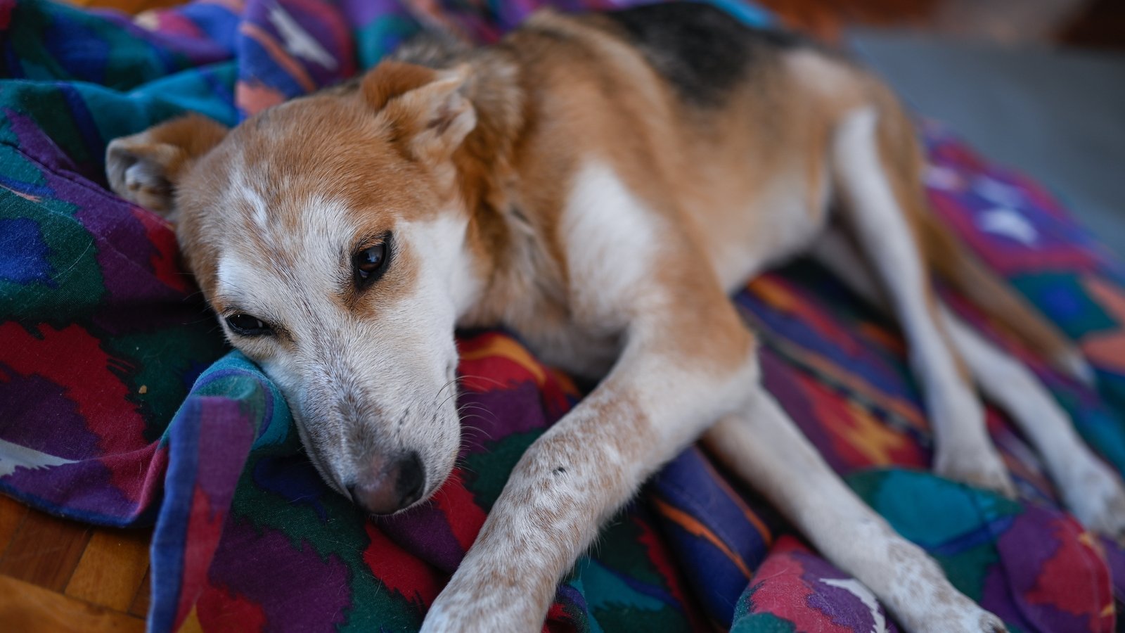 Retired garda in Cork launches 'RIP.ie for pets'