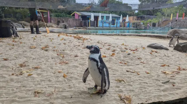 A penguin smiling at the camera in a sand enclosure