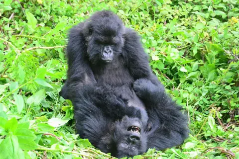 Dian Fossey Gorilla Fund Two female gorillas are at play in the green forest floor of a national park in Rwanda. One rolls on the floor, while the other appears to hold onto an wrestle her. Both animals look relaxed. 