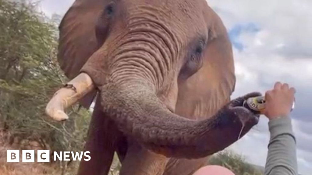 Tourist in Kenya pouring beer down elephant's trunk sparks anger