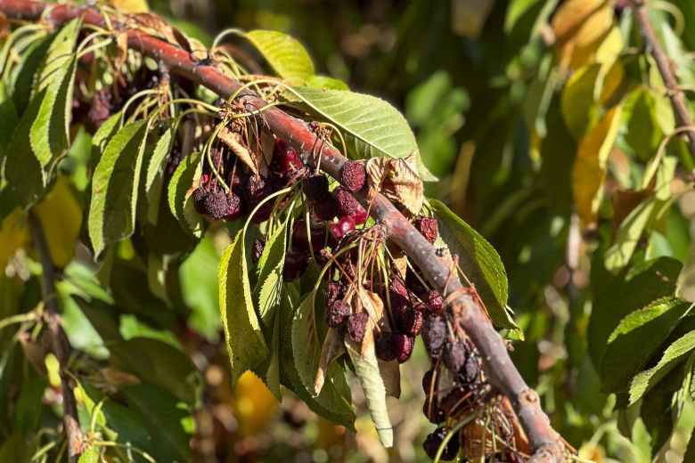Unpicked cherries on one of Chandler's trees. The farmer estimates he will lose upwards of $250,000 in revenue.