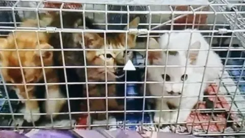 Three small kittens, one tabby, one brown and one white all looking at the camera through the bars of a small cage.