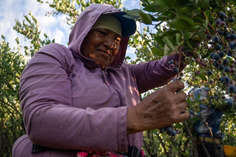 Nava said the pickers came originally from Mexico and Central America.