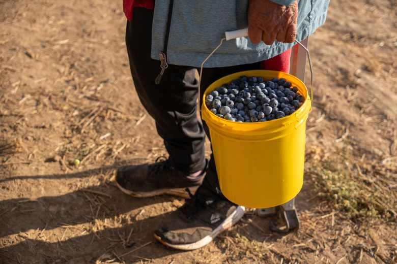 A bucket of blueberries earns a worker about $5 minus federal and. local taxes.