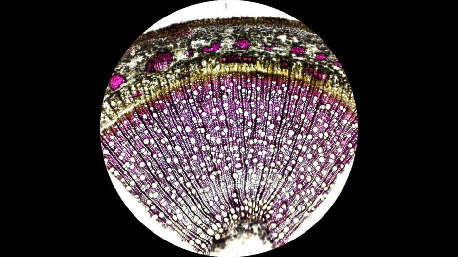 Poplar tree discovery could help shape the future of energy and biomaterials