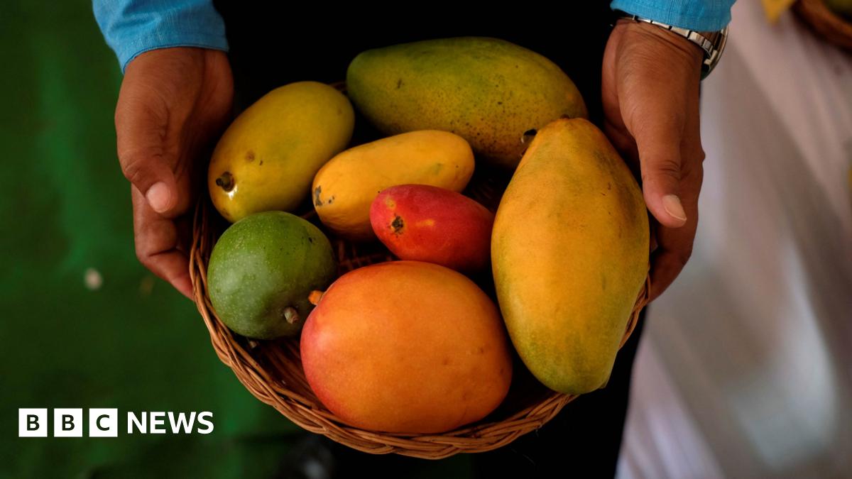 A basket of Indian mangoes in different colours