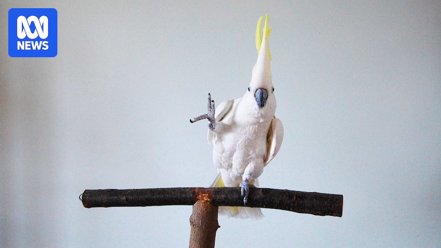 Cockatoos that feel the beat perform 30 distinct dance moves, study shows