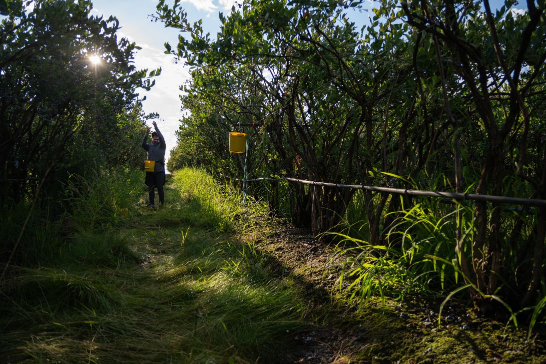 Pickers start work early in the morning, when the days are at their coolest.