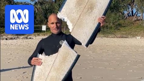 Shark scare at Cabarita Beach after bite snaps surfer's board in two