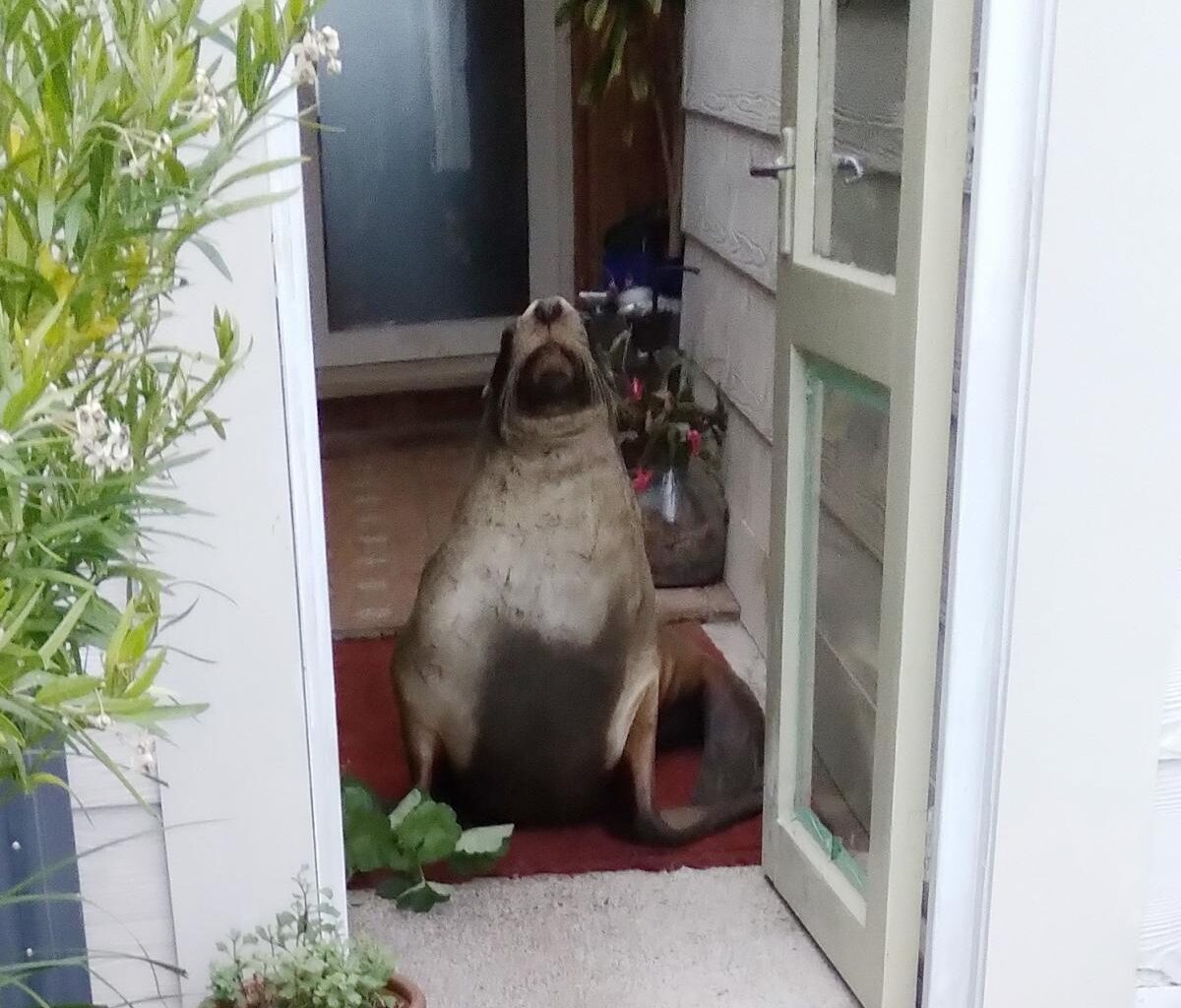 Surprise visitor overstays welcome | Otago Daily Times Online News