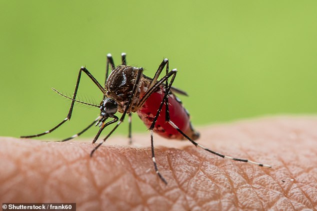 The nasty virus which can cause pain for months is spread via mosquito bites