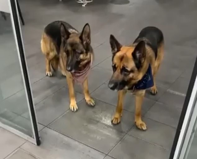 McDonald's customers allegedly spotted him with two German shepherds before his arrest