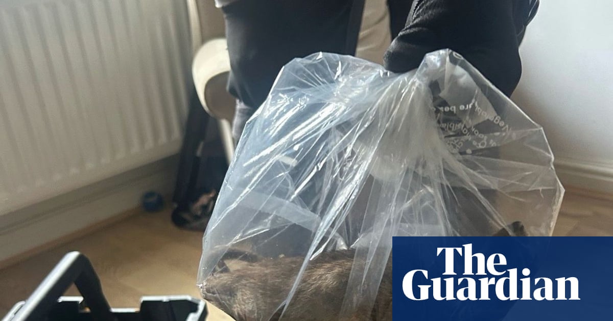 ‘Cat-sized’ rat found in Teesside town puts focus on pest control cuts | Local government