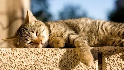 Getty Images A young brown tabby cat lies on a brick wall in the sunshine. 