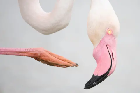 Leana Kuster A greater flamingo balances using its long leg to scratch its head. Its curved neck, foot and pink feathers are all you can see in this image. 

