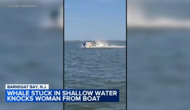 Whale tips boat, knocking woman into Barnegat Bay