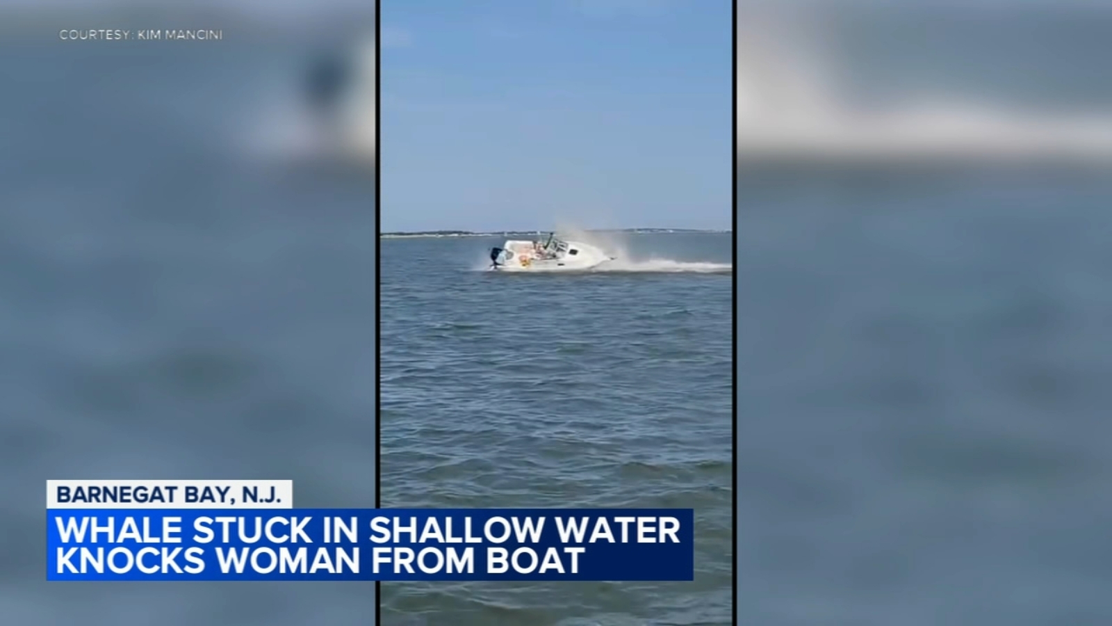 Whale tips boat, knocking woman into Barnegat Bay