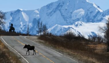 Driver killed, passenger injured in collision with moose on Parks Highway near Denali National Park