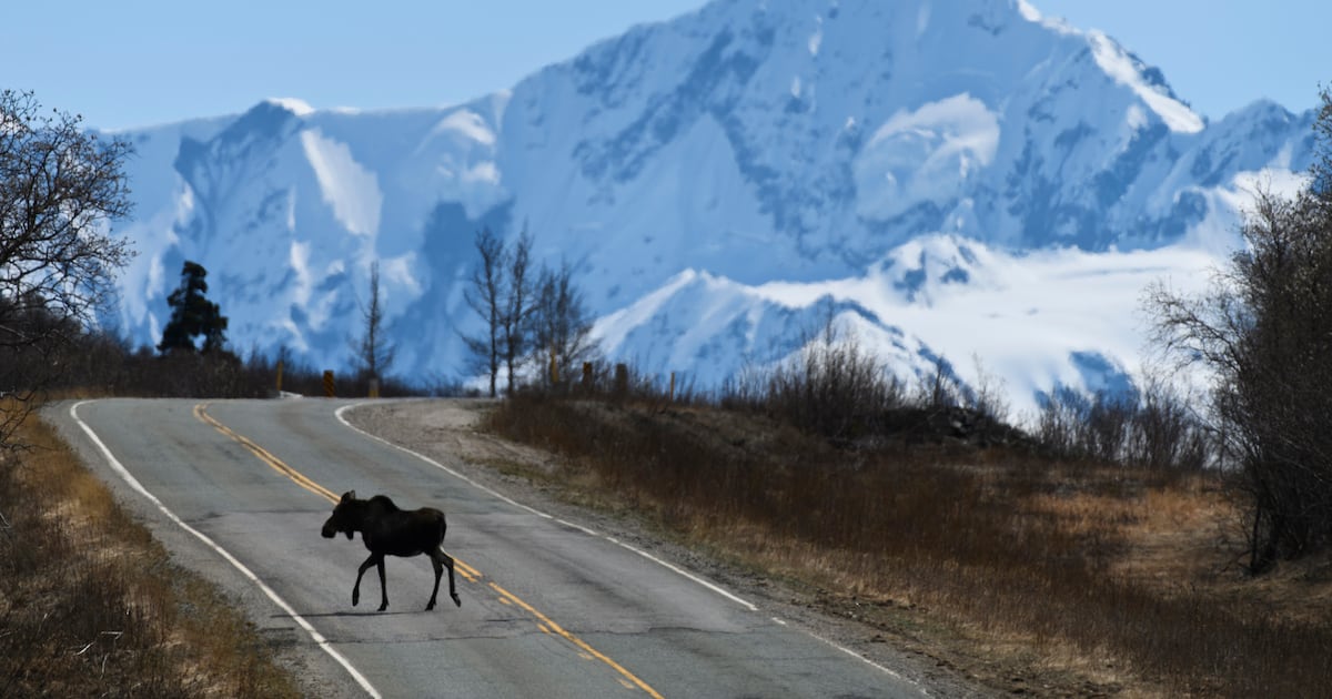 Driver killed, passenger injured in collision with moose on Parks Highway near Denali National Park