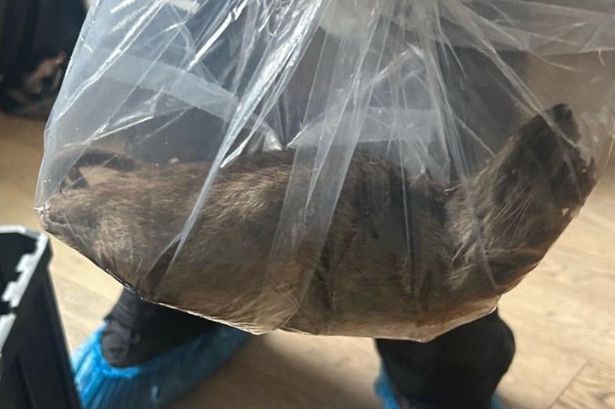 A huge dead rat inside a bag