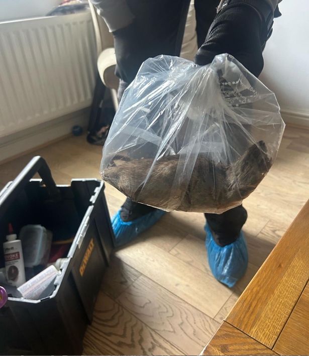 A huge dead rat inside a bag